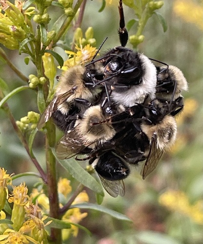 Common Eastern Bumble Bee photographed in Connecticut