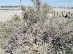 Haloxylon salicornicum