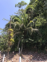 Cocoseae