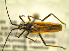 Leptopterna dolabrata