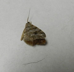 Macaria signaria