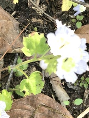 Phacelia patuliflora