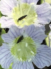 Phacelia patuliflora