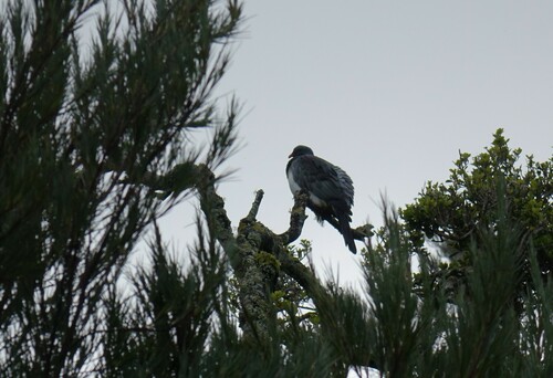 Chatham Islands Pigeon (Hemiphaga chathamensis), photo 4