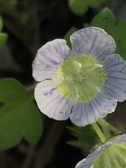 Phacelia patuliflora
