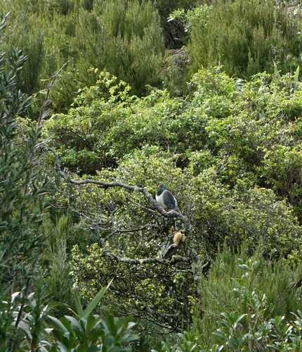 Chatham Islands Pigeon (Hemiphaga chathamensis), photo 5