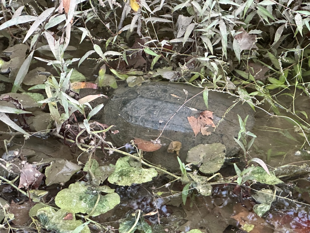 Common Snapping Turtle from Barton Creek, Austin, TX, US on October 10 ...