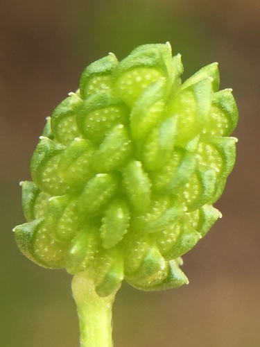 Image of Ranunculus trilobus by (c) Stephen Thorpe, some rights reserved (CC BY)