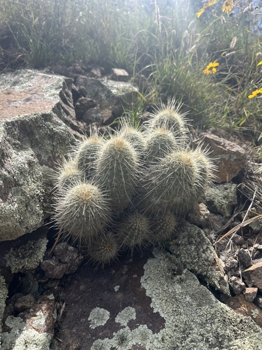 Echinocereus russanthus