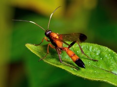 Ctenochares bicolorus