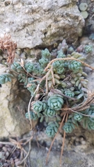 Sedum dasyphyllum