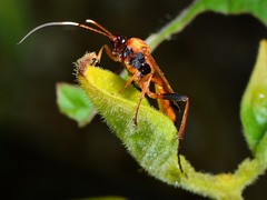 Ctenochares bicolorus