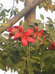 Bombax ceiba