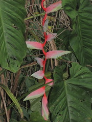 Heliconia chartacea