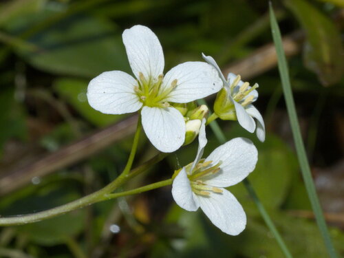 Cardamine tenuifolia observed 2023-10-11
