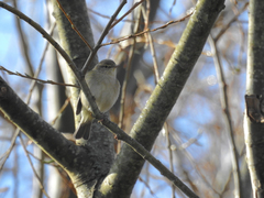 Phylloscopus ibericus