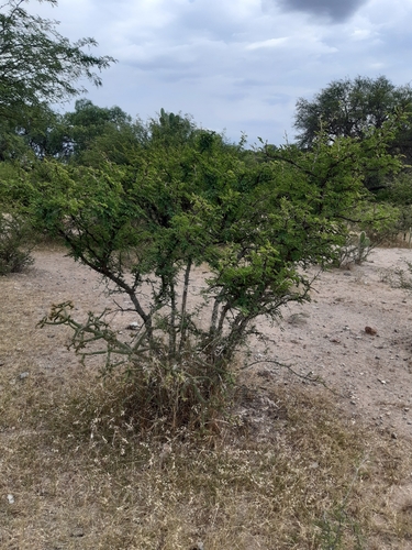 Image of Vachellia schaffneri by (c) Aarón Misael Carpio Dávila, some rights reserved (CC BY)
