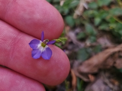 Lobelia berlandieri