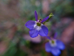 Lobelia berlandieri