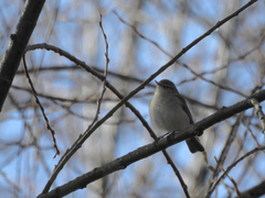 Phylloscopus ibericus