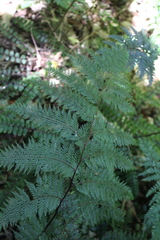 Leptolepia novae-zelandiae