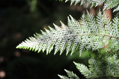 Leptolepia novae-zelandiae