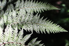 Leptolepia novae-zelandiae