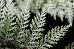 Leptolepia novae-zelandiae