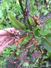 Rumex crispus crispus
