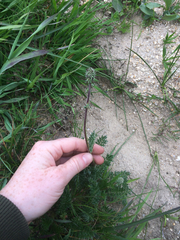 Acaena pinnatifida californica