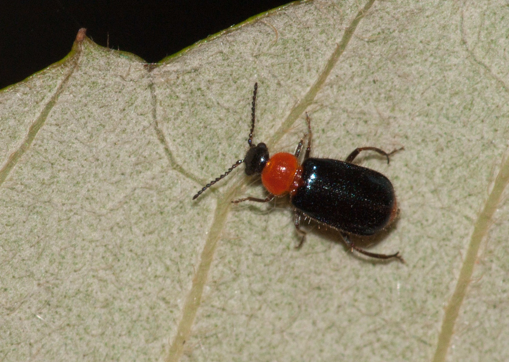 Lemphini