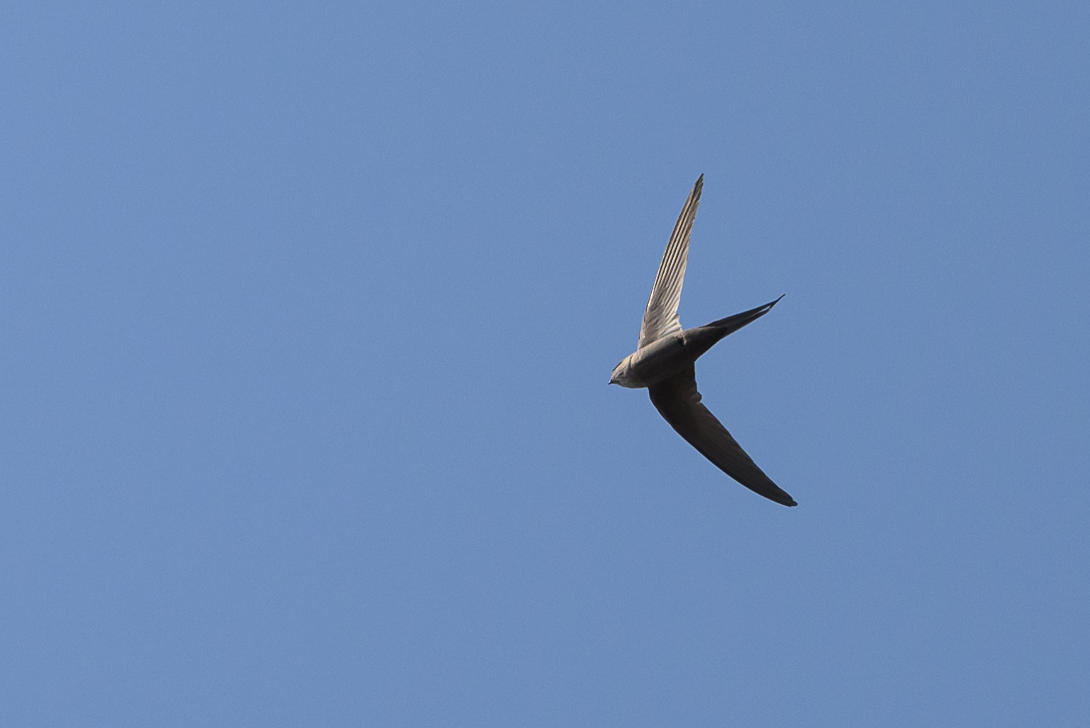 African Palm Swift