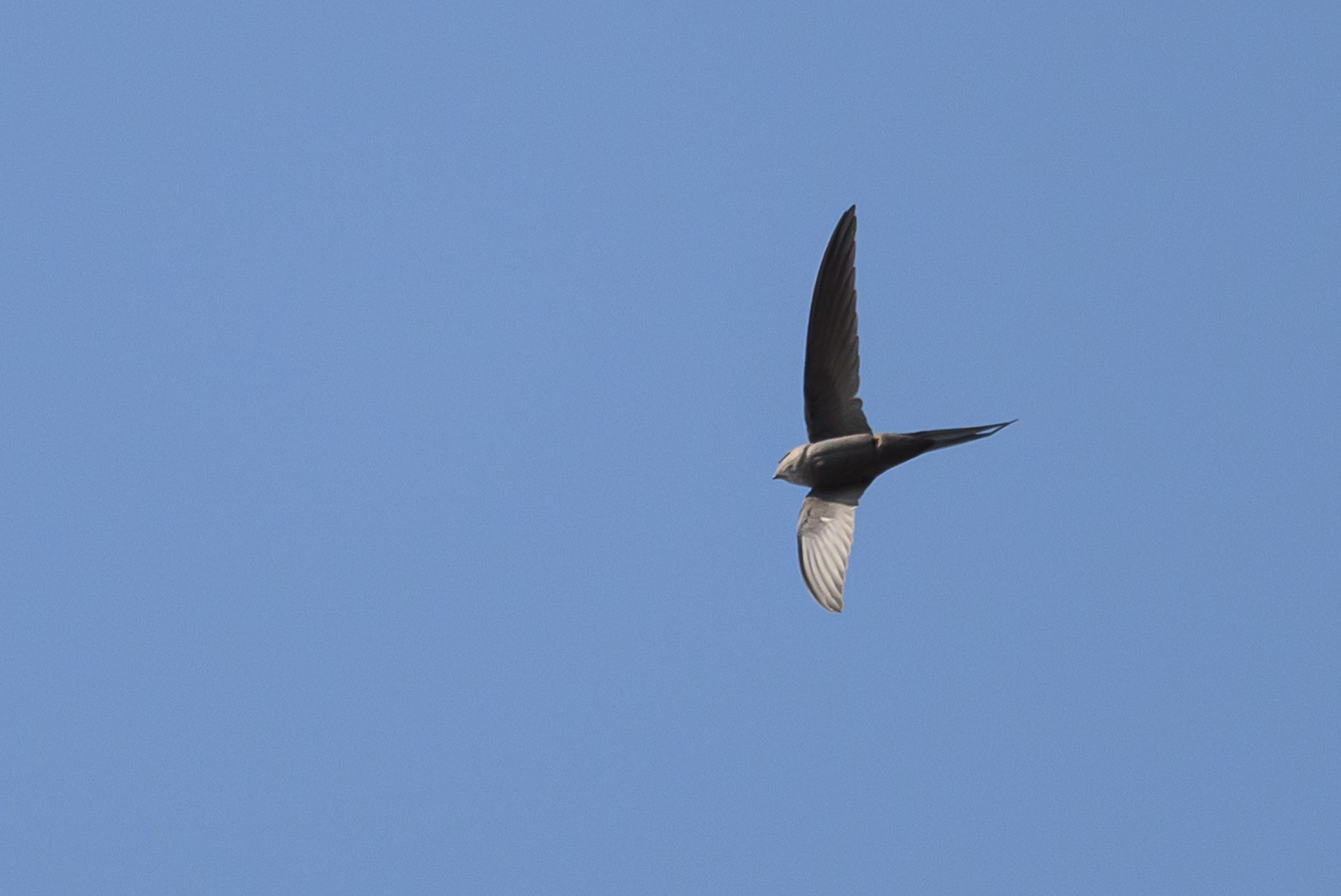 African Palm Swift