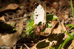 Protogoniomorpha duprei