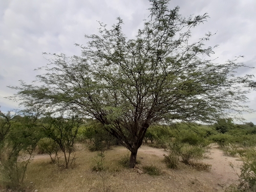 Image of Neltuma laevigata by (c) Aarón Misael Carpio Dávila, some rights reserved (CC BY)