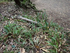 Luzula canariensis, photograph (c) W Rao, some rights reserved (CC BY)