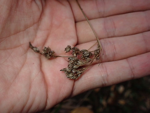 Luzula canariensis, photograph 5
