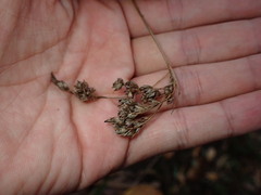 Luzula canariensis, photograph (c) W Rao, some rights reserved (CC BY)