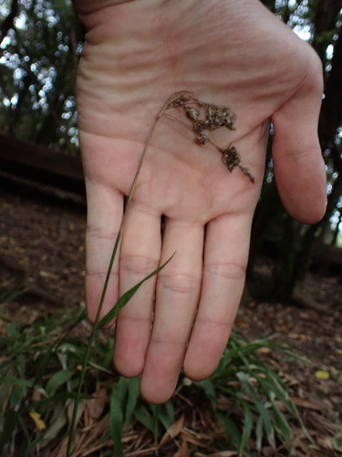 Luzula canariensis, photograph 6