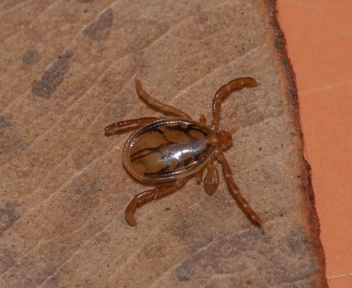 Australian Paralysis Tick photo 3