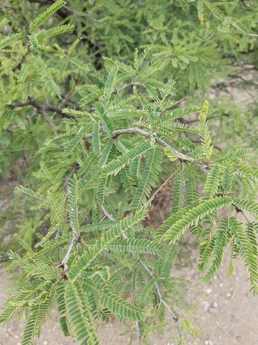 Image of Neltuma laevigata by (c) Aarón Misael Carpio Dávila, some rights reserved (CC BY)