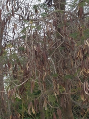 Leucaena diversifolia
