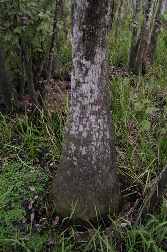 Image of Nyssa aquatica by (c) Eric Knight, some rights reserved (CC BY)