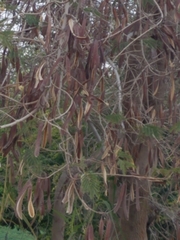 Leucaena diversifolia