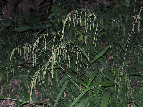 Setaria plicata iNat (2)