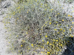 Rhanterium epapposum