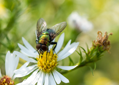 Lucilia illustris