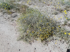 Rhanterium epapposum