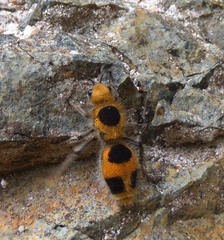 Dasymutilla cressoni