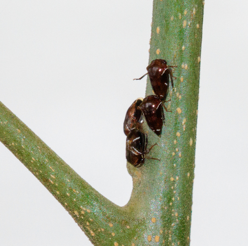Horiola picta